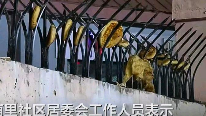 天津一小区围墙防盗刺插满烧饼馒头?网友:最好查一下回收链条