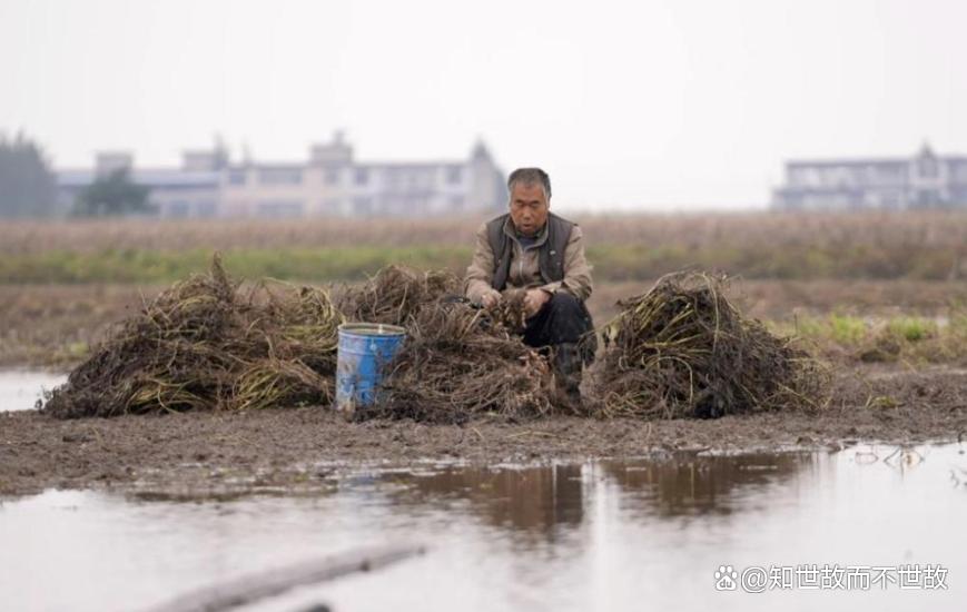 农业保险乱象调查:千元投入受灾仅赔九元?谁在啃食农民的“安全垫”?
