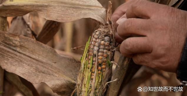 农业保险乱象调查:千元投入受灾仅赔九元?谁在啃食农民的“安全垫”?