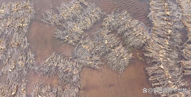 农业保险乱象调查:千元投入受灾仅赔九元?谁在啃食农民的“安全垫”?