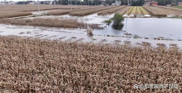 农业保险乱象调查:千元投入受灾仅赔九元?谁在啃食农民的“安全垫”?