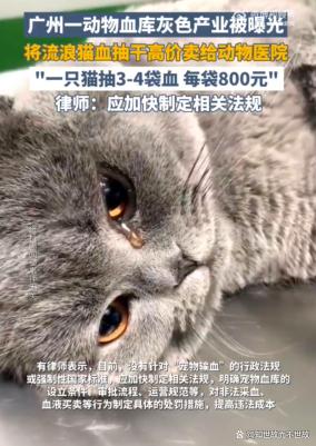 血色交易:流浪猫沦为宠物医院的“移动血库”