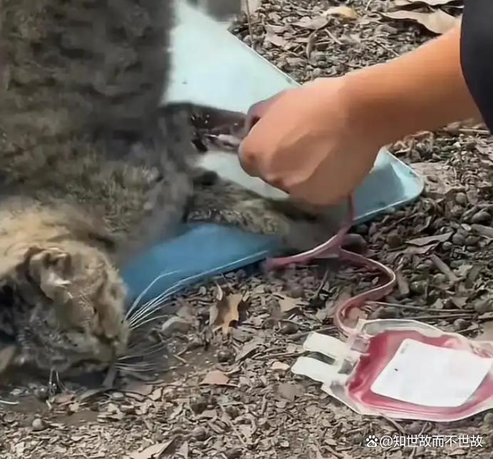 血色交易:流浪猫沦为宠物医院的“移动血库”