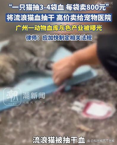 血色交易:流浪猫沦为宠物医院的“移动血库”