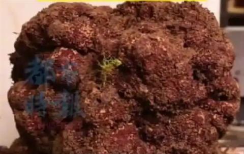 1.73公斤出价5万元！云南怒江发现全国最重黑松露(图1)