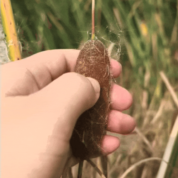 遇到这种“爆炸烤肠” 千万别随便捡回家！(图2)