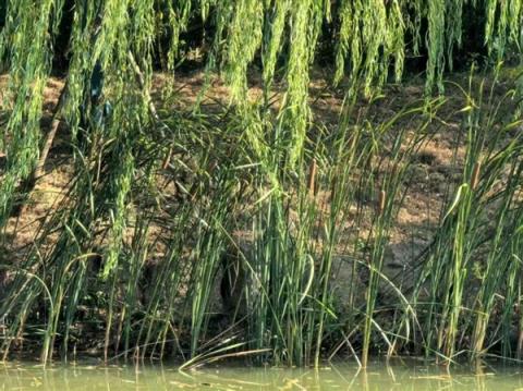 遇到这种“爆炸烤肠” 千万别随便捡回家！(图3)