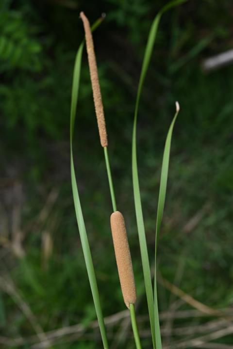 遇到这种“爆炸烤肠” 千万别随便捡回家！(图4)