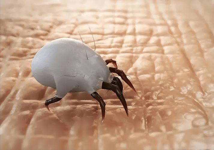 螨虫多久会晒死?螨虫多久会晒死人