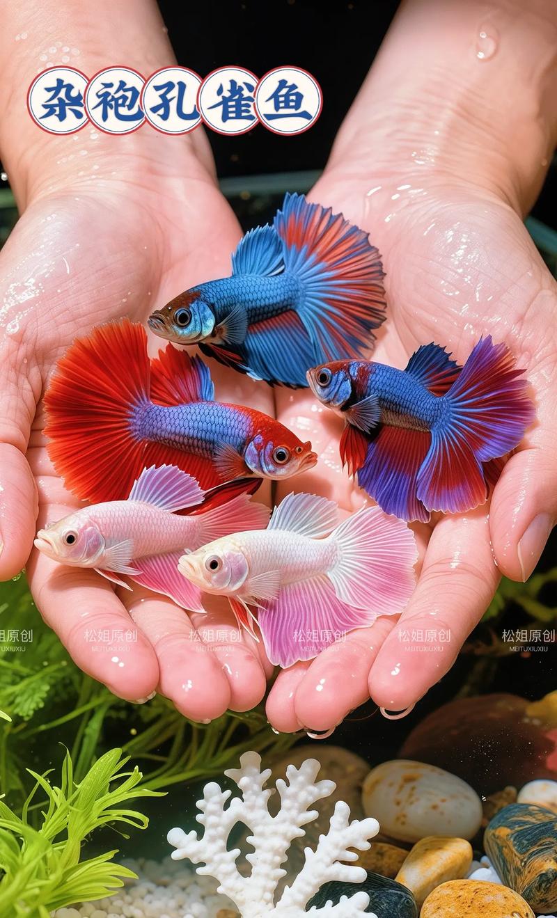 孔雀鱼冬天能活吗?孔雀鱼冬天能活吗怎么养