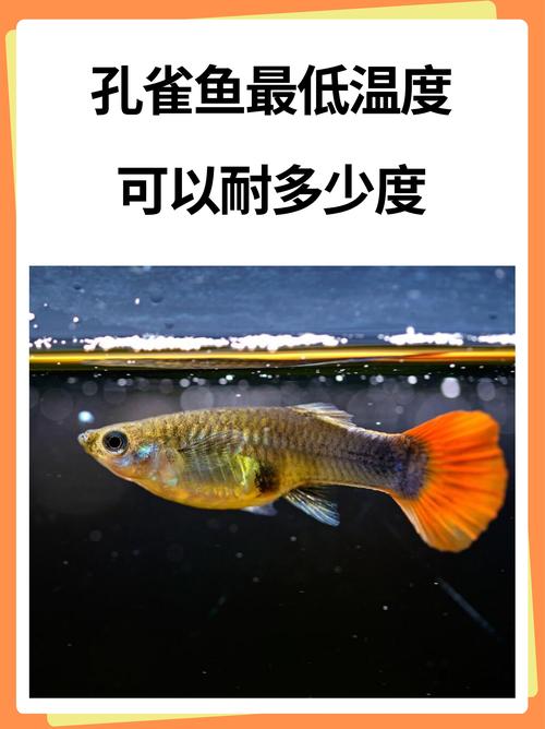 孔雀鱼冬天能活吗?孔雀鱼冬天能活吗怎么养