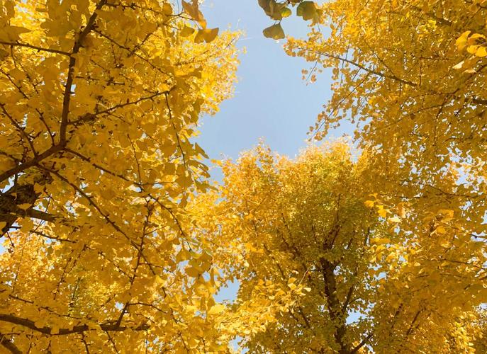 秋天石家庄市区风景好的地方?秋天石家庄好玩的地方有哪些