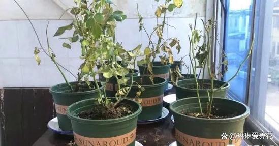 盆栽冻了能缓过来吗?盆栽冻伤