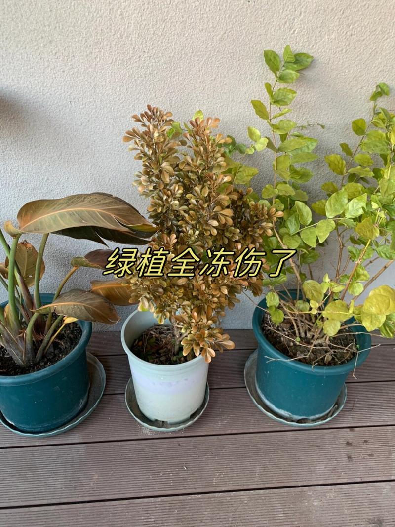 盆栽冻了能缓过来吗?盆栽冻伤