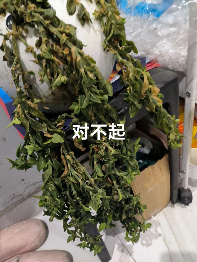 盆栽冻了能缓过来吗?盆栽冻伤
