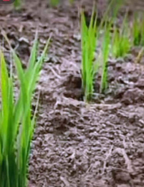 旱稻从种植到收割需要多少天?旱稻多长时间出苗