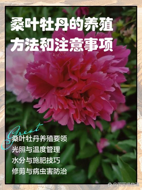 桑叶牡丹的花苞都掉了是怎么回事儿?桑叶牡丹掉花骨朵怎么回事