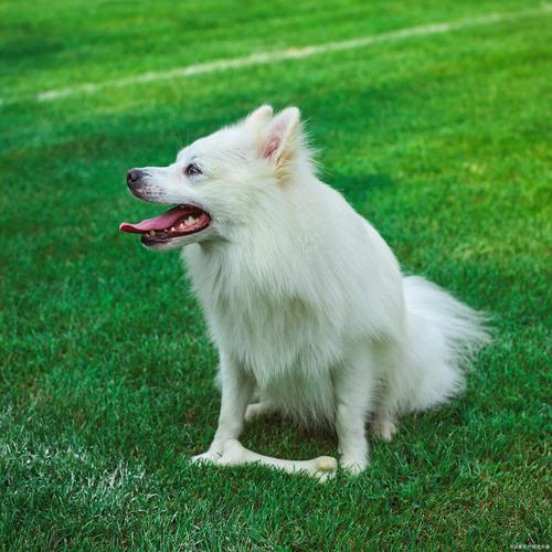 银狐犬聪明排第几?银狐犬品相