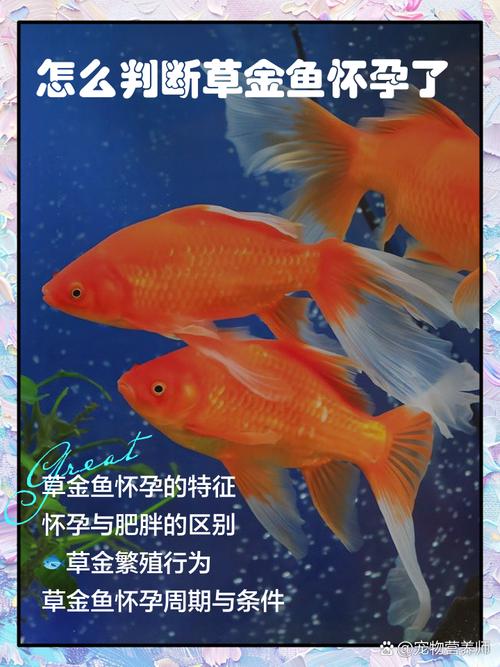 金鱼可以自己怀孕么?金鱼可以自己怀孕么图片