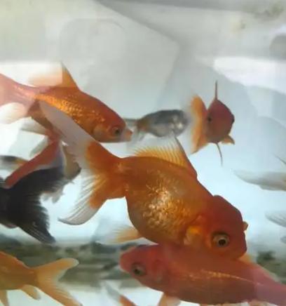 金鱼可以自己怀孕么?金鱼可以自己怀孕么图片