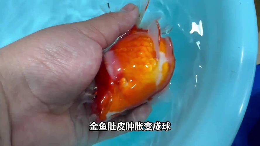 金鱼可以自己怀孕么?金鱼可以自己怀孕么图片