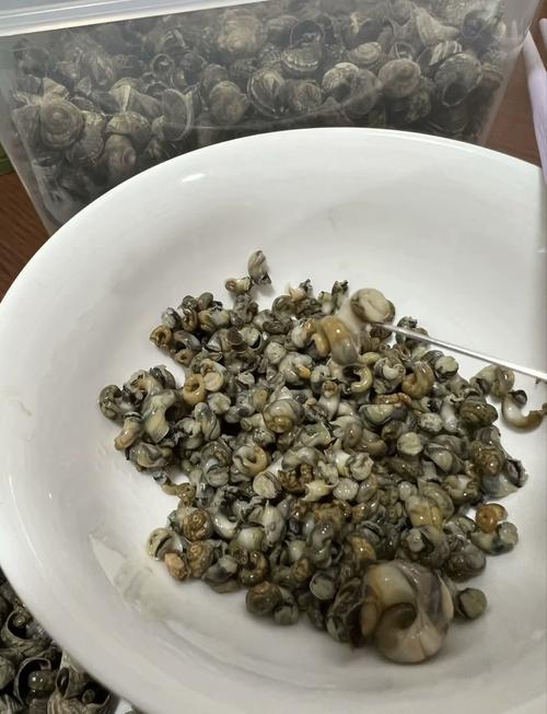 吃香螺有什么功效作用呢?香螺有什么营养价值