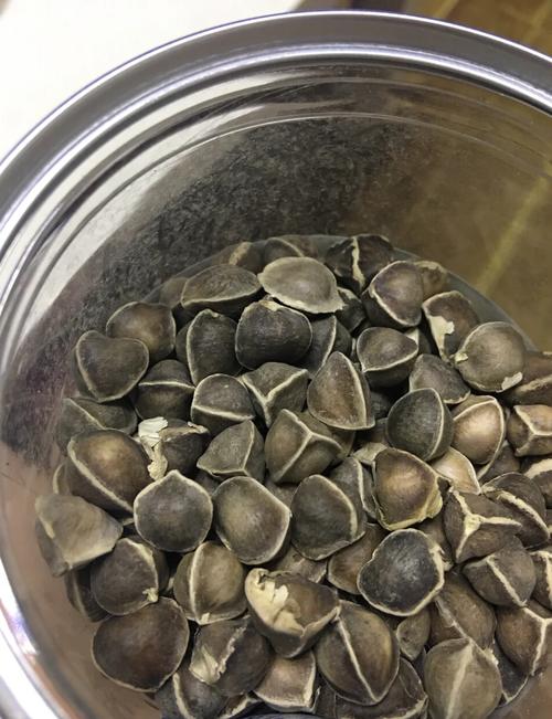 吃辣木籽味道苦怎么办?吃辣木籽很苦还能继续吃吗