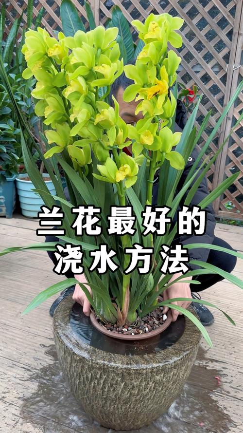 兰花需要勤浇水吗?兰花需要浇水吗?