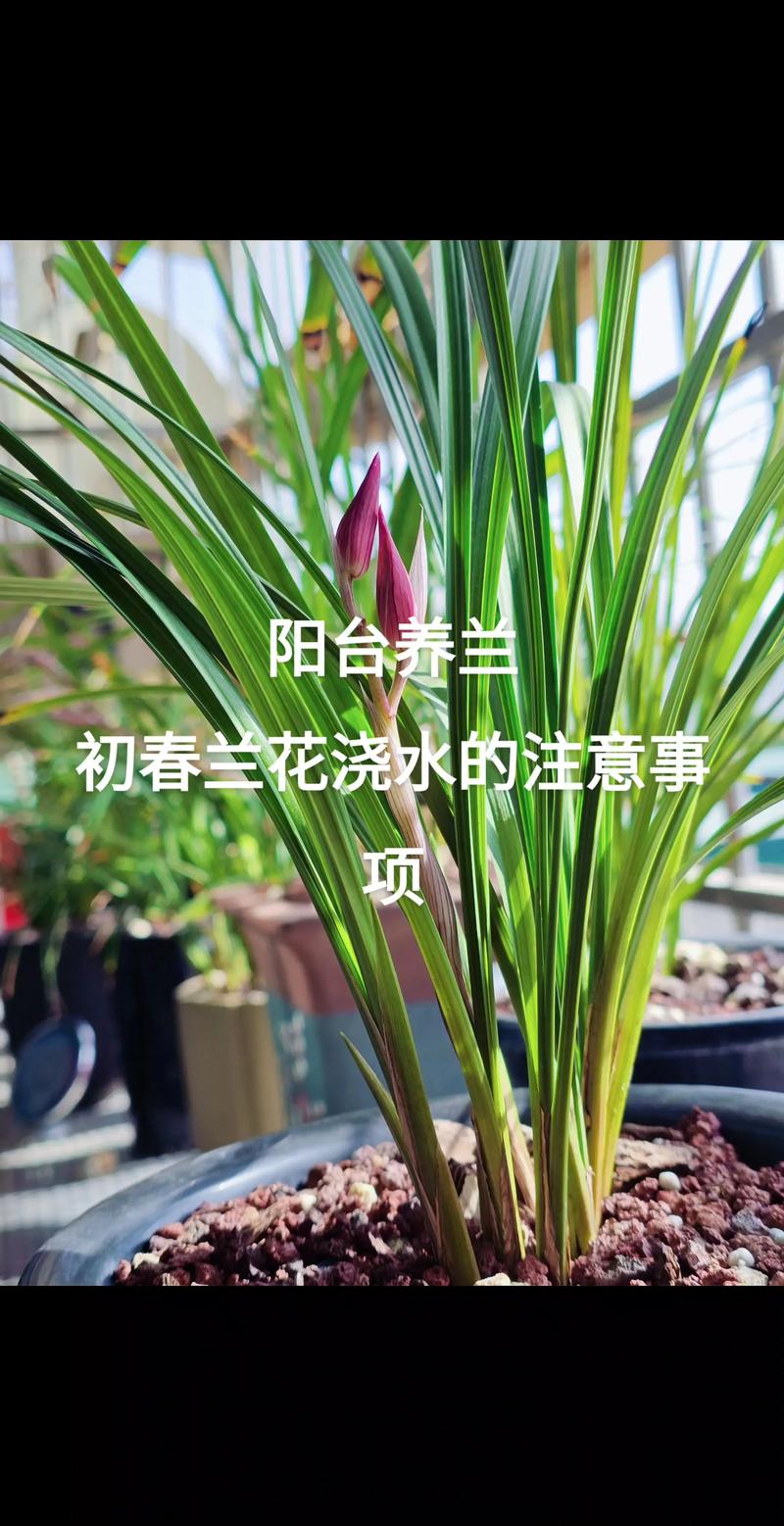 兰花需要勤浇水吗?兰花需要浇水吗?