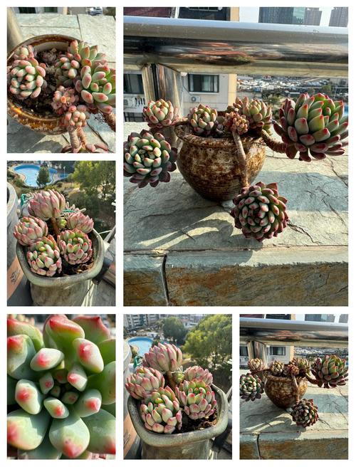 蓝苹果多肉冬天怎么养护和管理?蓝苹果冬季多肉怎么养