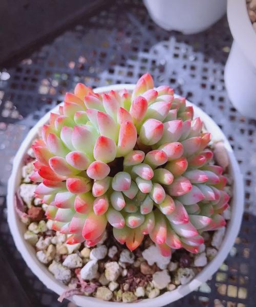 蓝苹果多肉冬天怎么养护和管理?蓝苹果冬季多肉怎么养