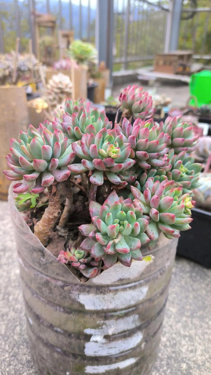 蓝苹果多肉冬天怎么养护和管理?蓝苹果冬季多肉怎么养