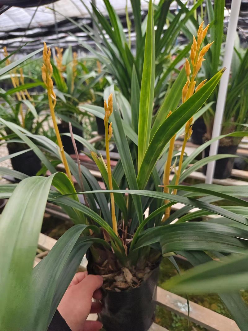 墨兰品种哪个品种最好?墨兰啥品种好