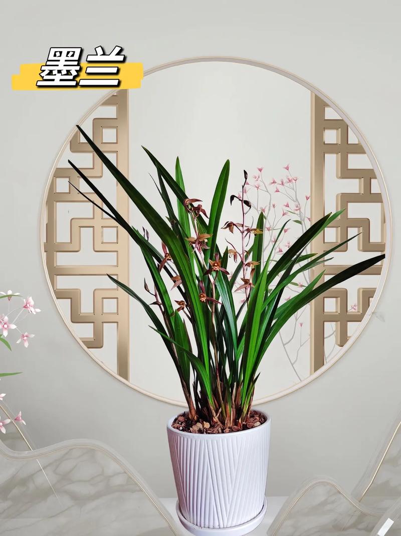 墨兰品种哪个品种最好?墨兰啥品种好