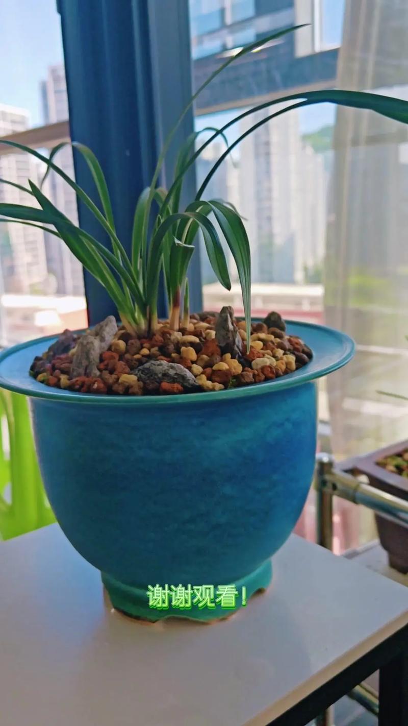 用青苔种兰花怎么施肥?用青苔种兰花怎么施肥视频