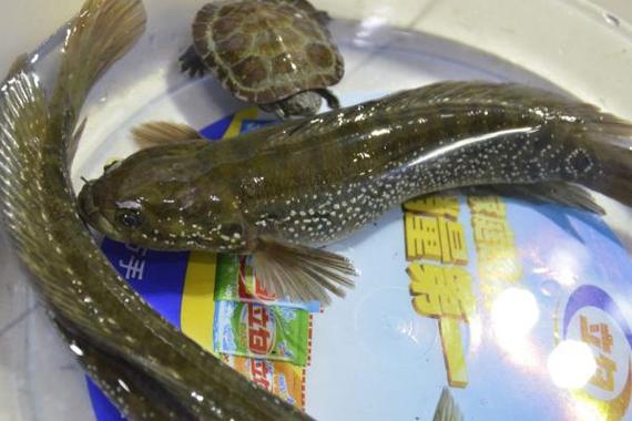 七星鱼做汤怎么做?七星鱼做汤怎么做视频