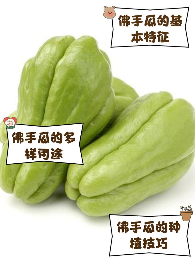 佛手瓜发红还能吃吗?佛手瓜变黄是否老了