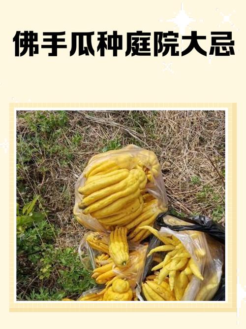 佛手瓜发红还能吃吗?佛手瓜变黄是否老了