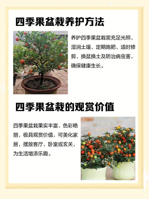 盆栽四季果怎么管理好?盆栽四季果的功效作用