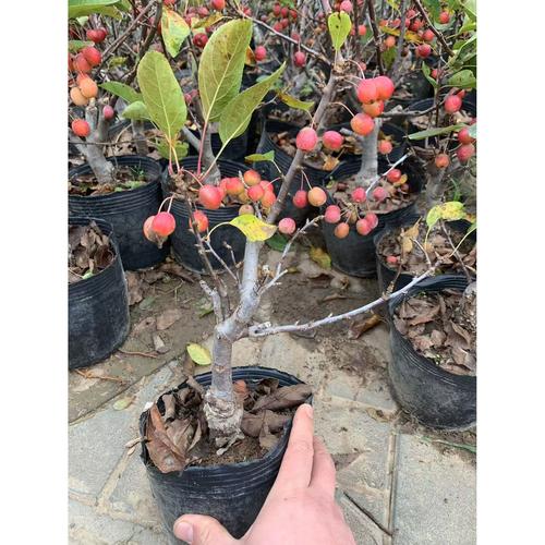 盆栽四季果怎么管理好?盆栽四季果的功效作用