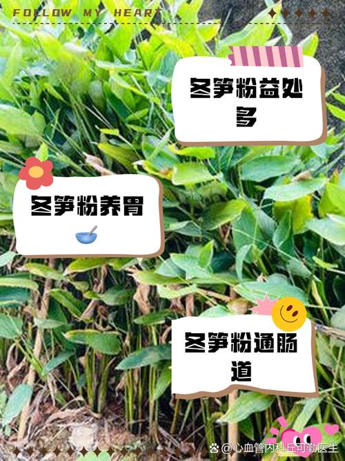 冬笋里面有白色的颗粒能吃吗?冬笋中间有白色粉末是什么