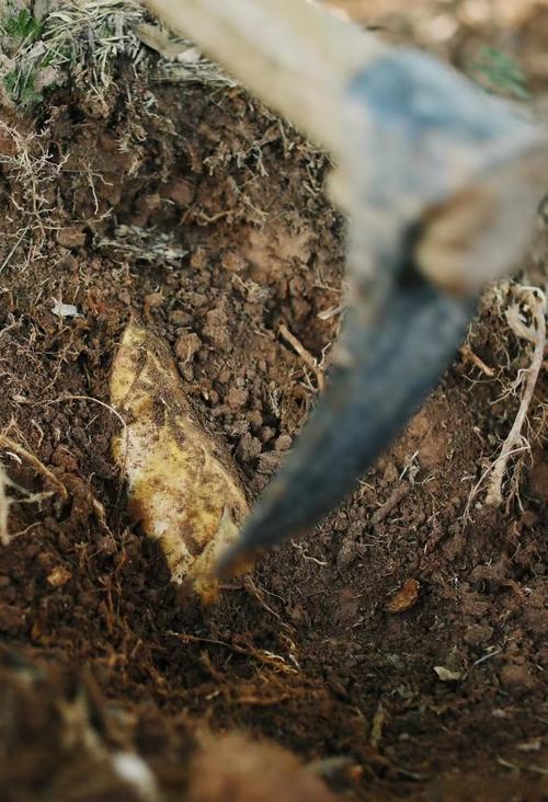 冬笋里面有白色的颗粒能吃吗?冬笋中间有白色粉末是什么