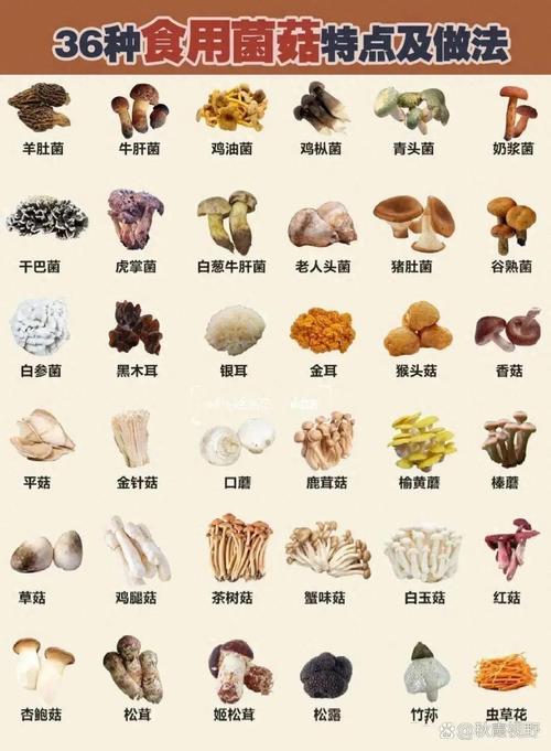 菌是什么中的一类?菌类是什么类