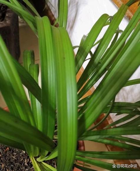 兰花的花蔫了怎么办？兰花花枯萎了怎么办