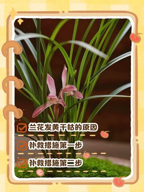 兰花的花蔫了怎么办?兰花花枯萎了怎么办