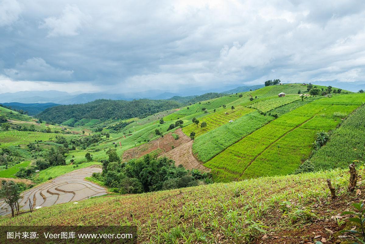 丘陵地带适合种什么?丘陵适合种植吗