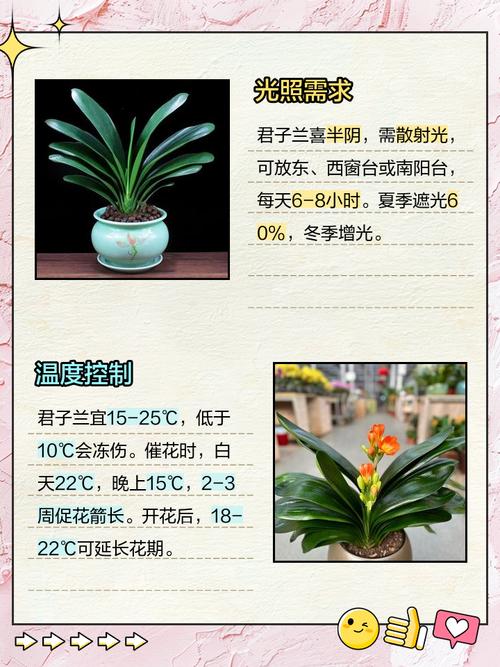 君子兰耐低温多少度?？君子兰能耐零下几度