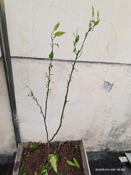 橘子树没嫁接能结果吗?种的橘子树苗没有嫁接 结果吗