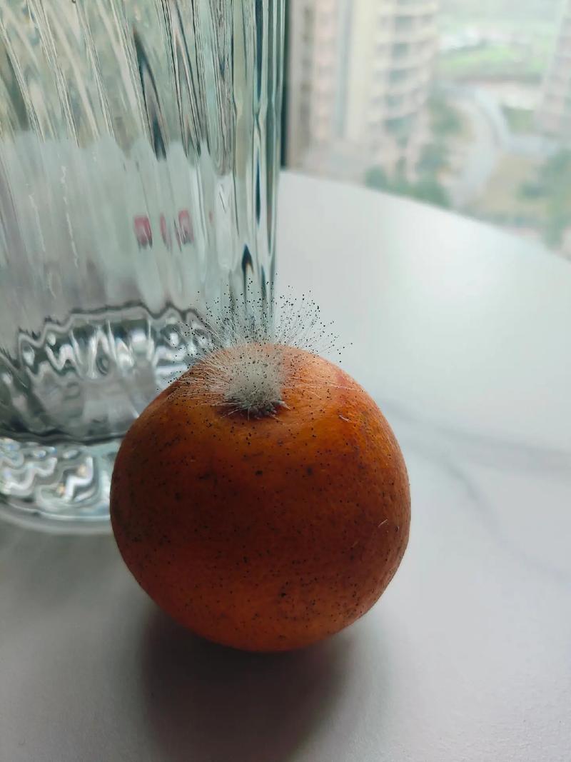 橘子稍微有点坏可以吃吗有毒吗?橘子坏了闻到味道会中毒吗