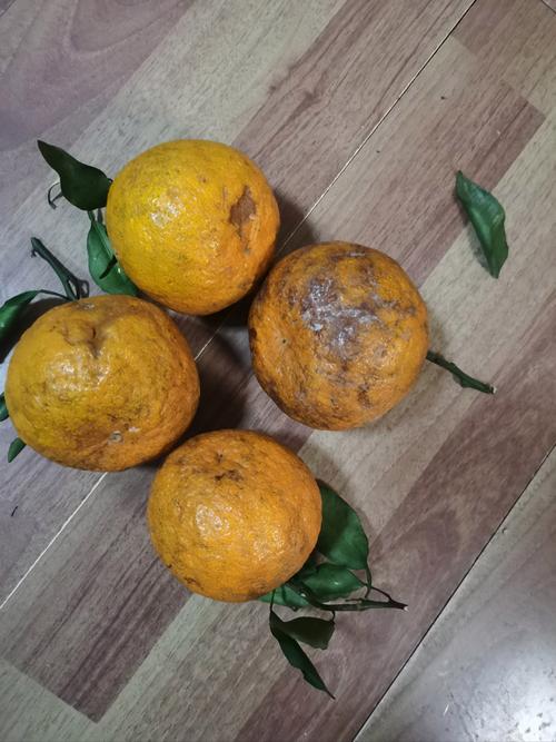 橘子稍微有点坏可以吃吗有毒吗?橘子坏了闻到味道会中毒吗